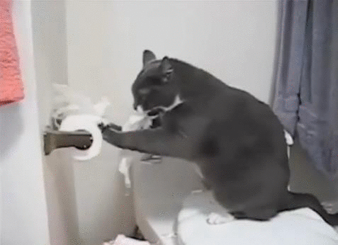 cat-humor-cats-vs-toilet-paper-gif-1